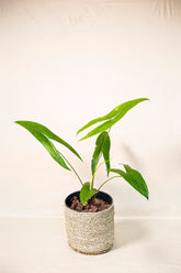 Podolasia stipitata